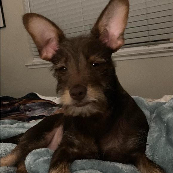 Meet your Posher, Janelle aka bohemiansales - Picture 7 of 15